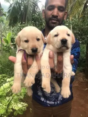 Labrador Puppies