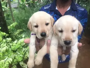 Labrador Puppies