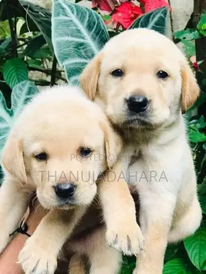 Labrador Puppies