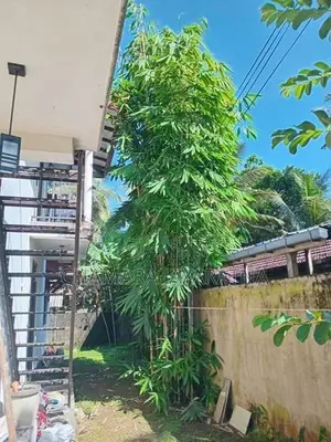 Bamboo Plant