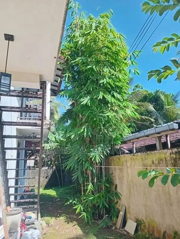 Bamboo Plant