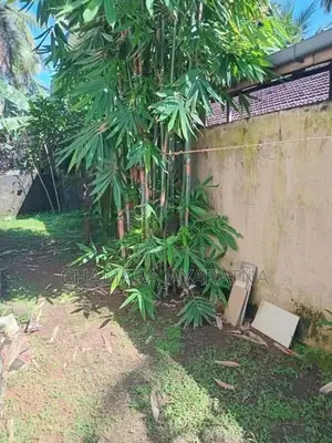 Bamboo Plant