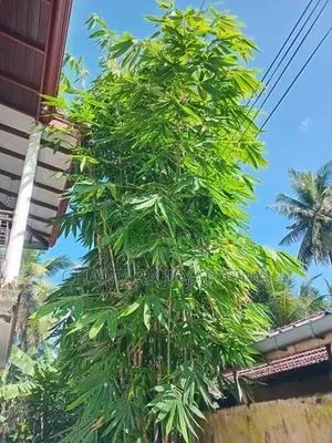 Bamboo Plant