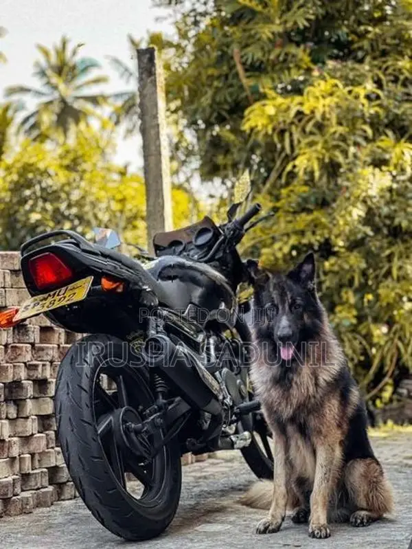 Bajaj Pulsar 180 2009