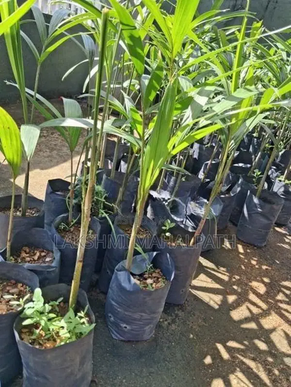 Fox-Tail Palm Plants