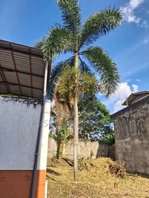 Fox-Tail Palm Plants