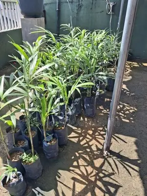 Fox-Tail Palm Plants