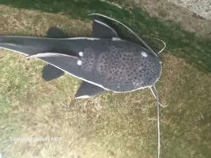 Red Tail Catfish