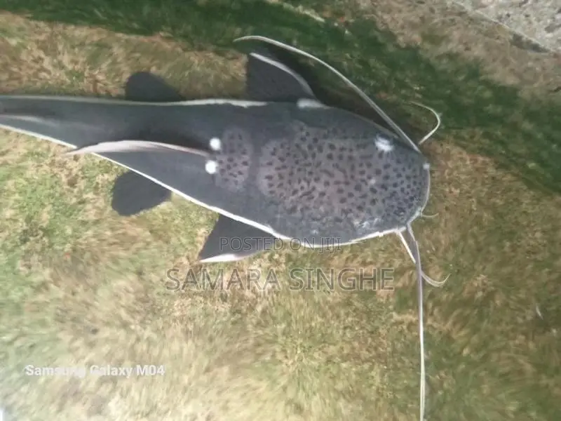 Red Tail Catfish