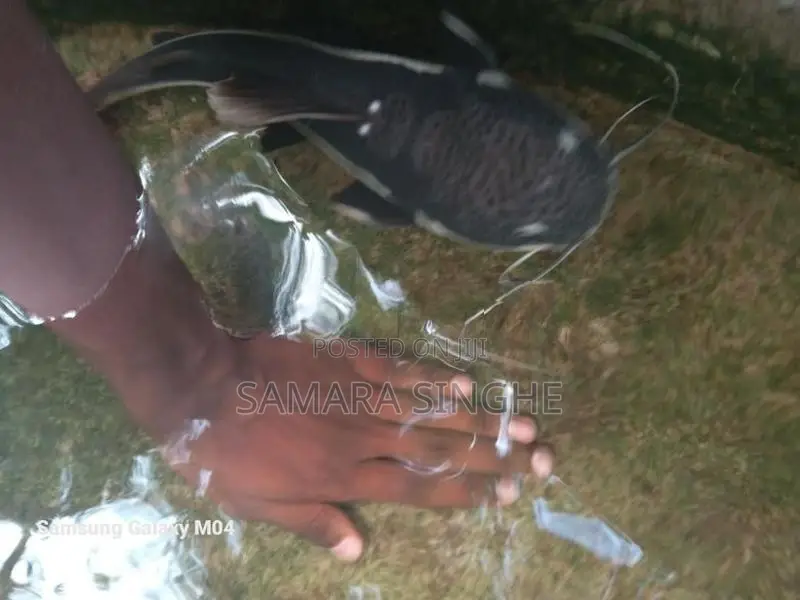Red Tail Catfish