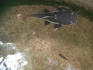 Red Tail Catfish