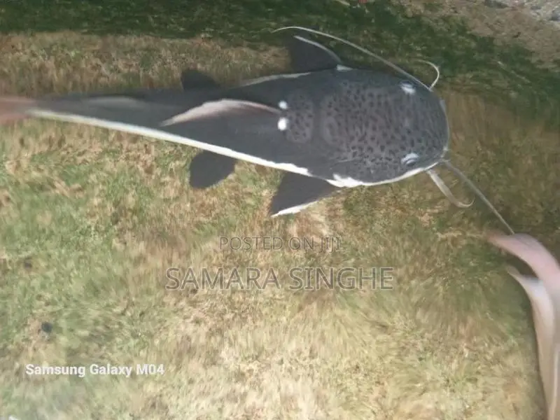 Red Tail Catfish
