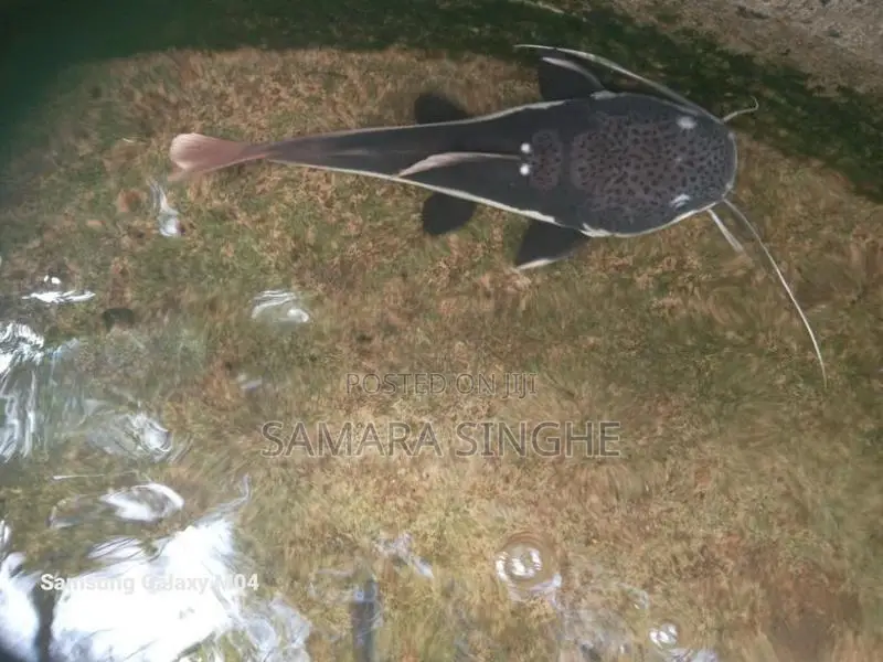 Red Tail Catfish