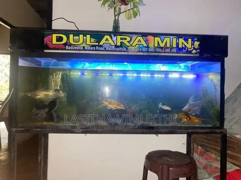 මත්ස්‍යයන් සමග මාලු ටැන්කියක් - Fish Tank