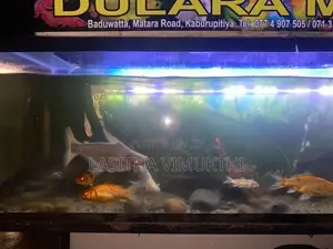 මත්ස්‍යයන් සමග මාලු ටැන්කියක් - Fish Tank
