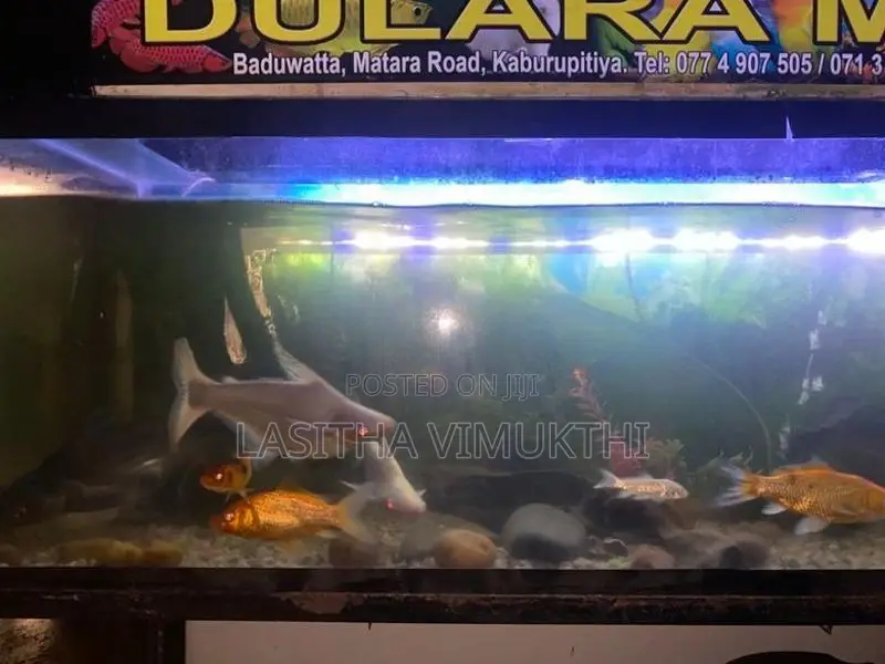 මත්ස්‍යයන් සමග මාලු ටැන්කියක් - Fish Tank