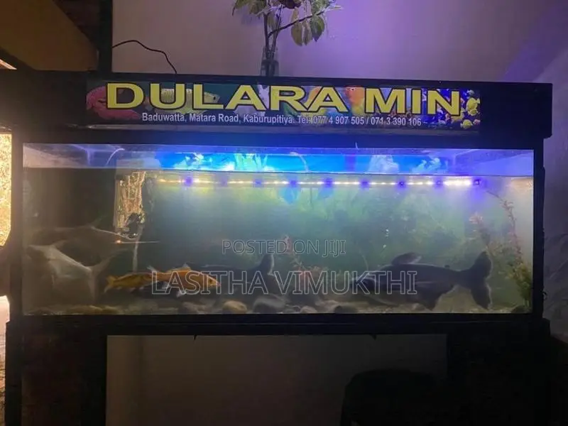 මත්ස්‍යයන් සමග මාලු ටැන්කියක් - Fish Tank