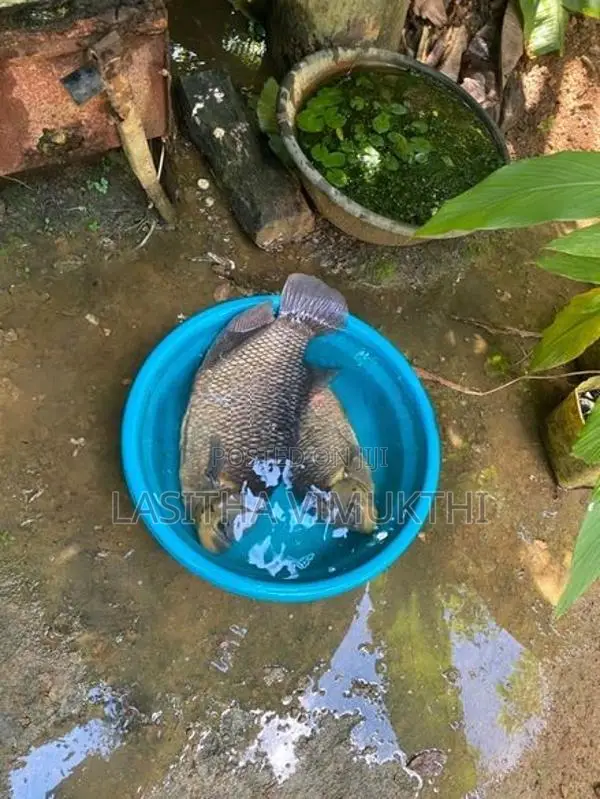 දෙන්නෙක්