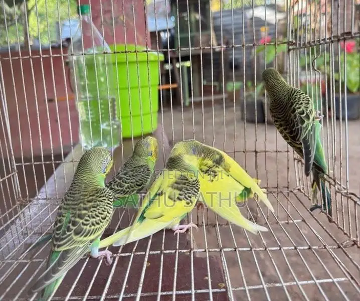 Lovebirds
