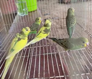Lovebirds