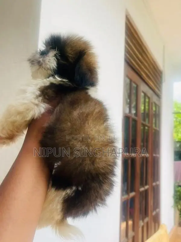 Shitzu Puppy