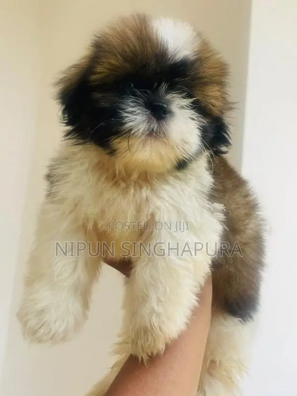 Shitzu Puppy