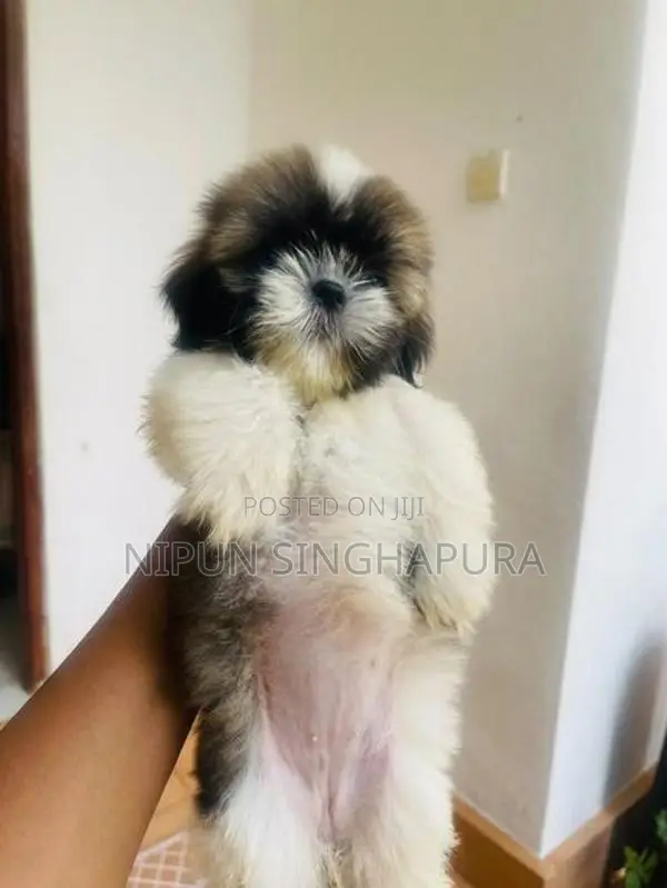 Shitzu Puppy