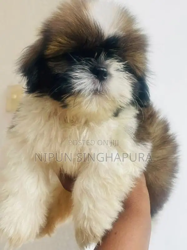 Shitzu Puppy