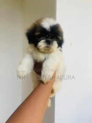 Shitzu Puppy