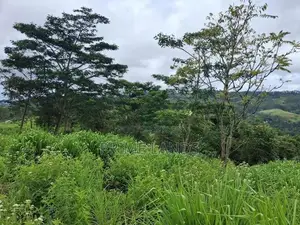 Land For Sale In Upper Glenloch Ramboda