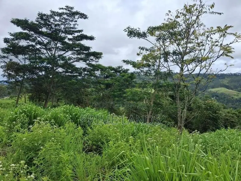 Land For Sale In Upper Glenloch Ramboda