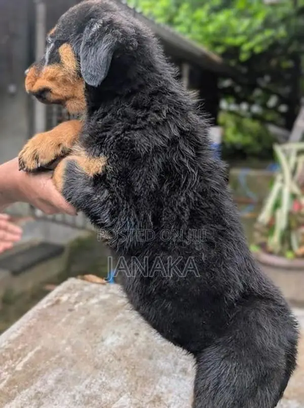 Rottweiler Female Puppy