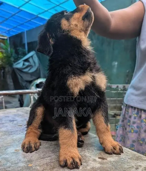 Rottweiler Female Puppy