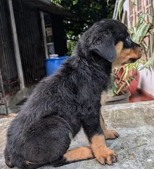Rottweiler Female Puppy