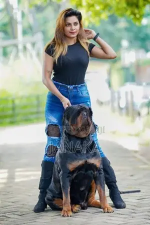 Rottweiler Female Puppy