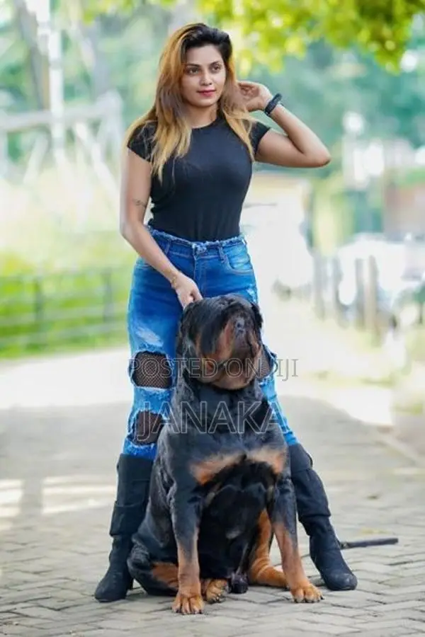 Rottweiler Female Puppy