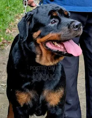Rottweiler Female Puppy