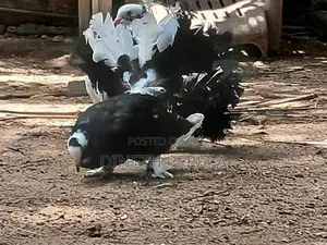 Fantel Pigeon