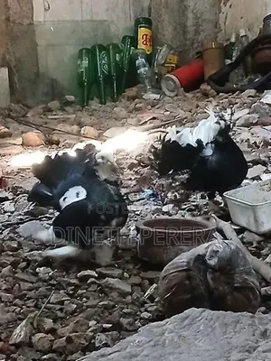 Fantel Pigeon
