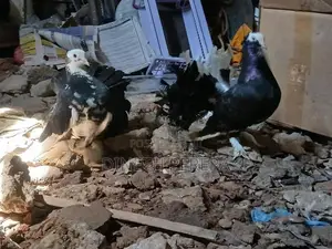 Fantel Pigeon