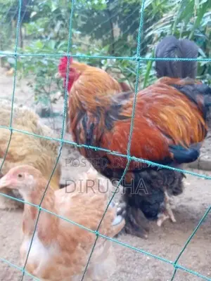 බ්‍රාමා කුකුළන්