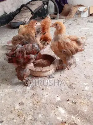 බ්‍රාමා කුකුළන්