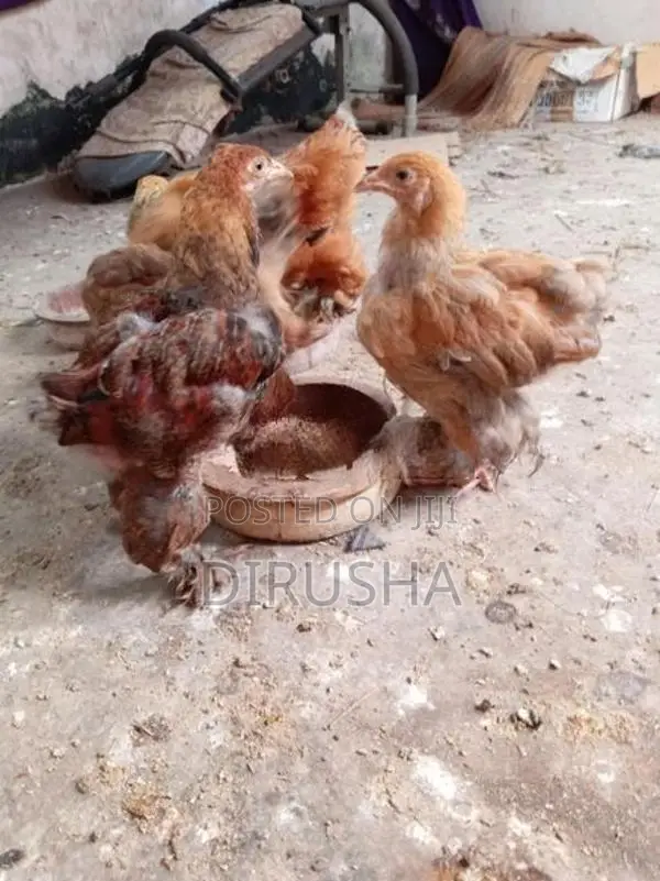 බ්‍රාමා කුකුළන්
