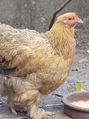 බ්‍රාමා කුකුළන්