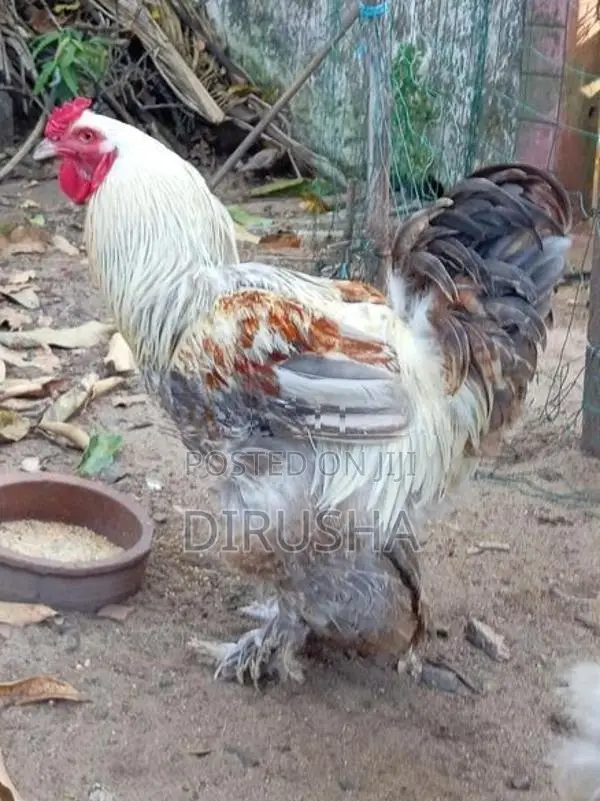 බ්‍රාමා කුකුළන්