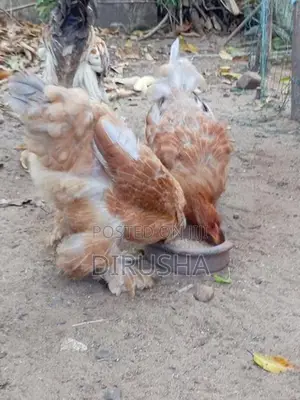 බ්‍රාමා කුකුළන්