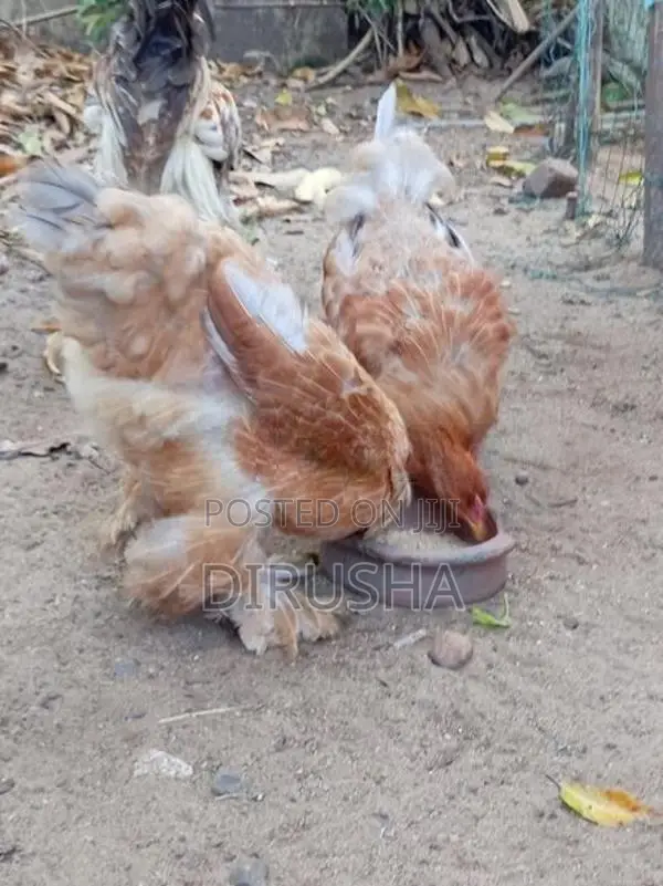 බ්‍රාමා කුකුළන්