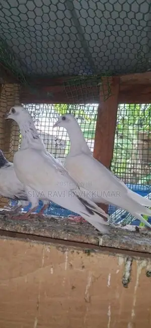 Raming Pigeon With Chilks