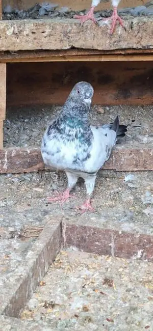Raming Pigeon With Chilks