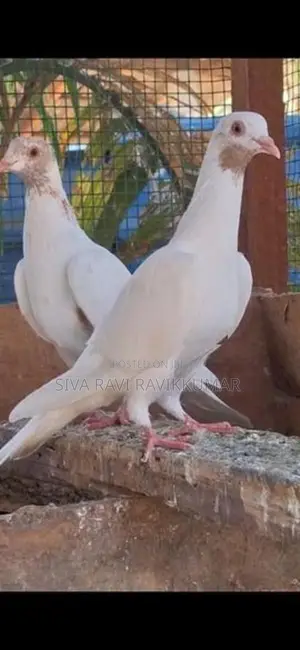 Raming Pigeon With Chilks